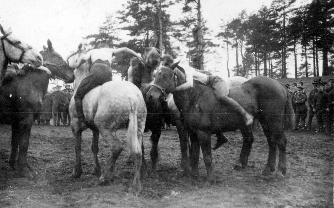 21.-Horse-Wrestling-Witley-Camp-May-1916