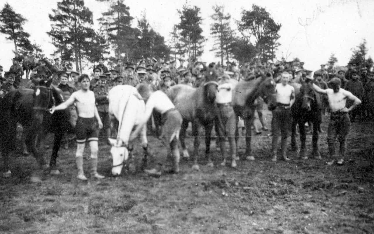 23.-Horses-Witley-Camp-May-1916