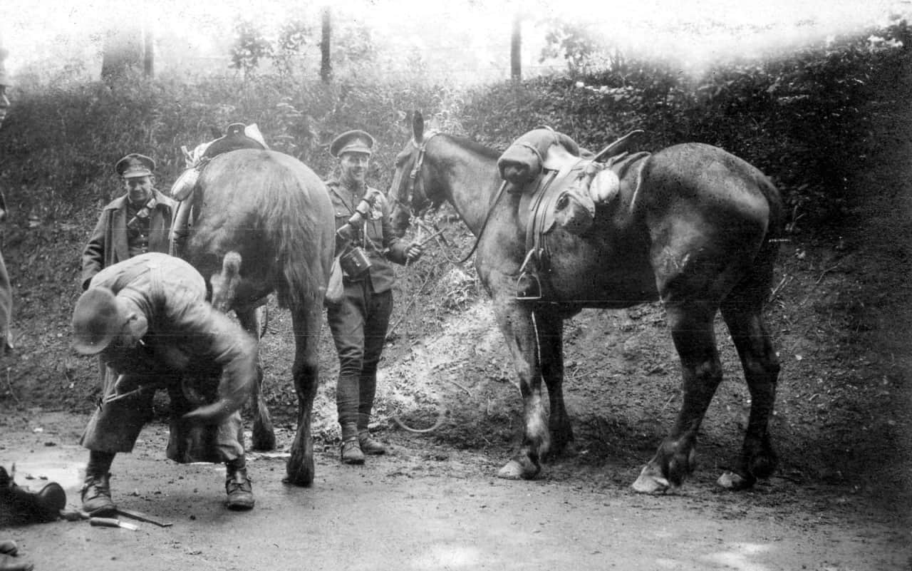 40.-Horses-Larkhill-June-1916